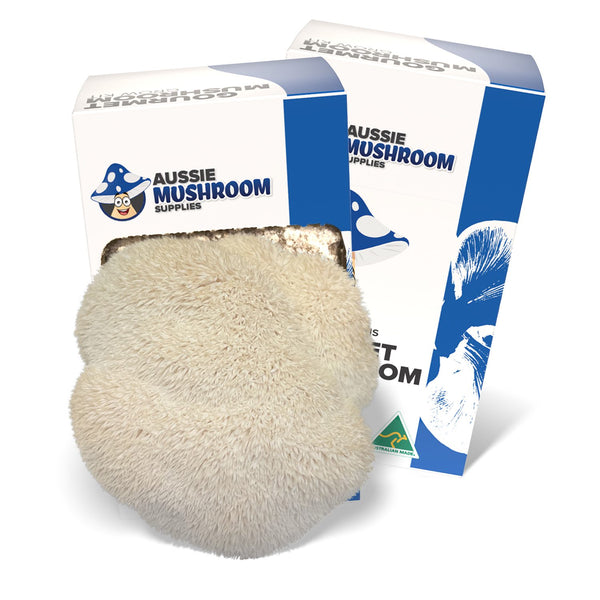 Lion's Mane Mushroom Grow Kit, Aussie Mushroom Supplies, Ready-to-Fruit Block