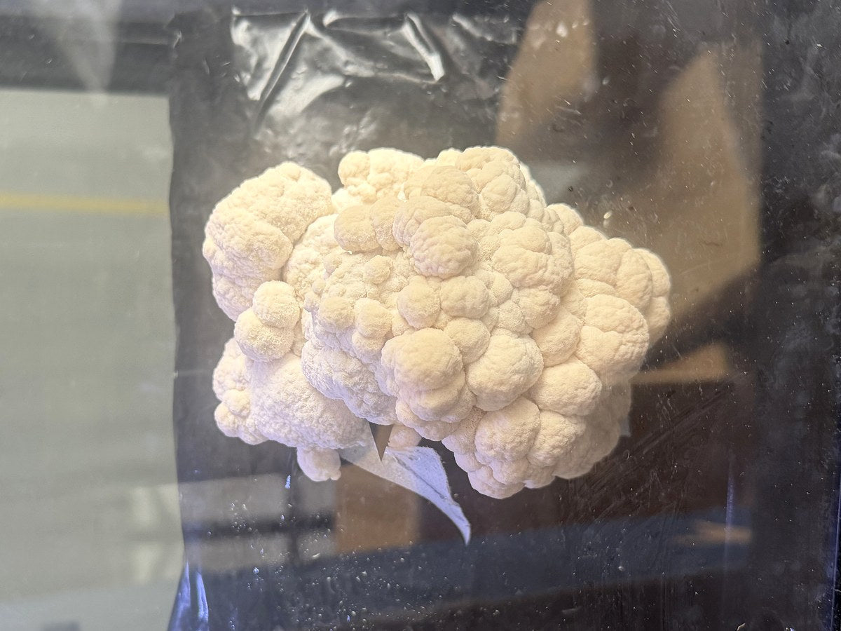 Automated Mushroom Grow Box: 22 Days, One Block, No Experience - Quick Bloom Lights