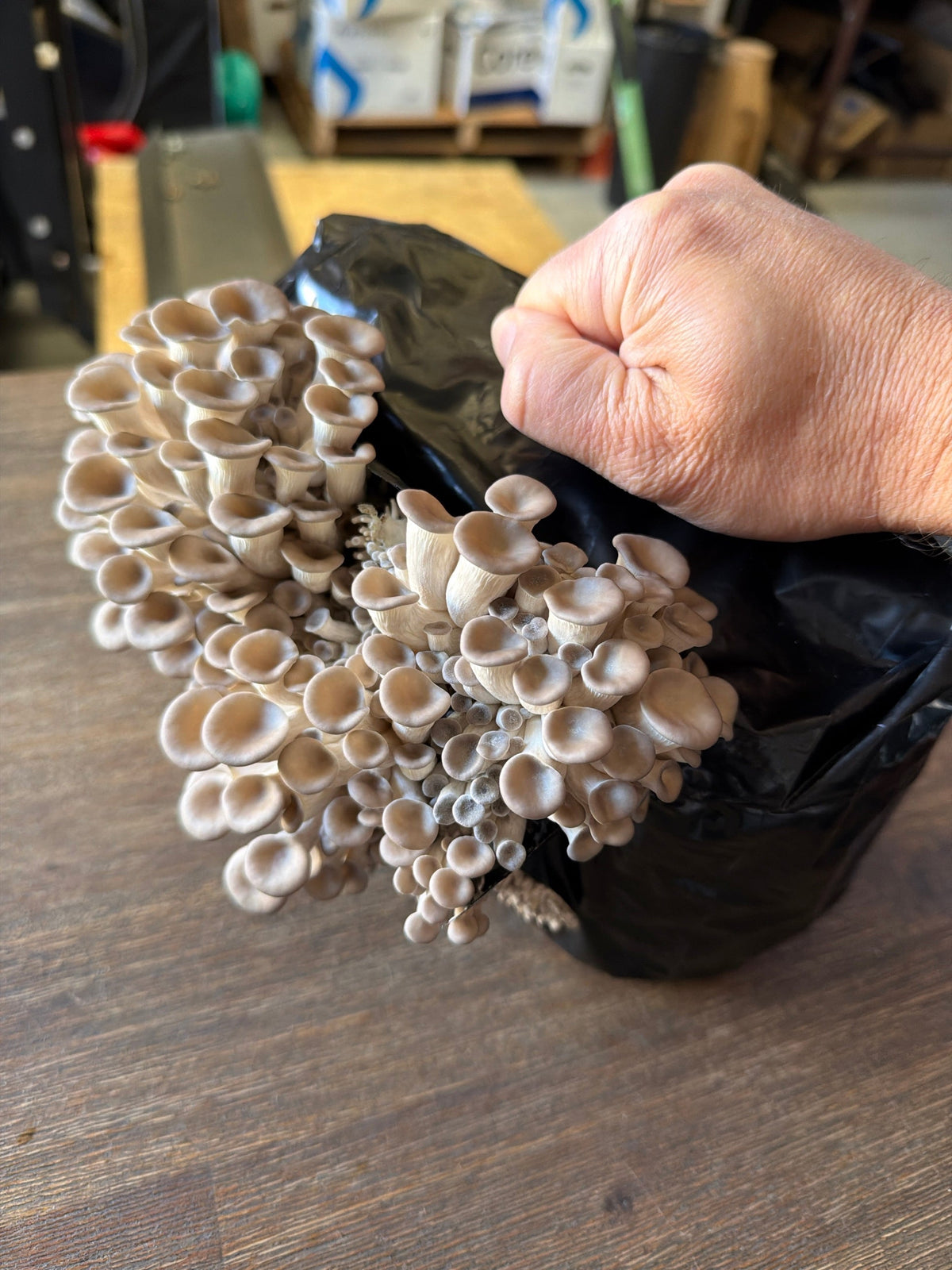 Pearl oyster mushroom clusters grown in the Lykyn automated mushroom grow box, held up in daylight on harvest day