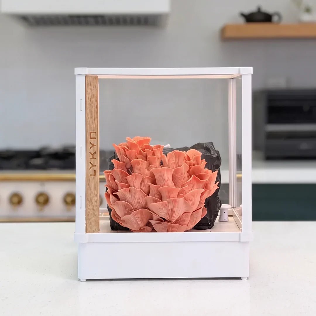 Lykyn Smart Mushroom Grow Box - Quick Bloom Lights