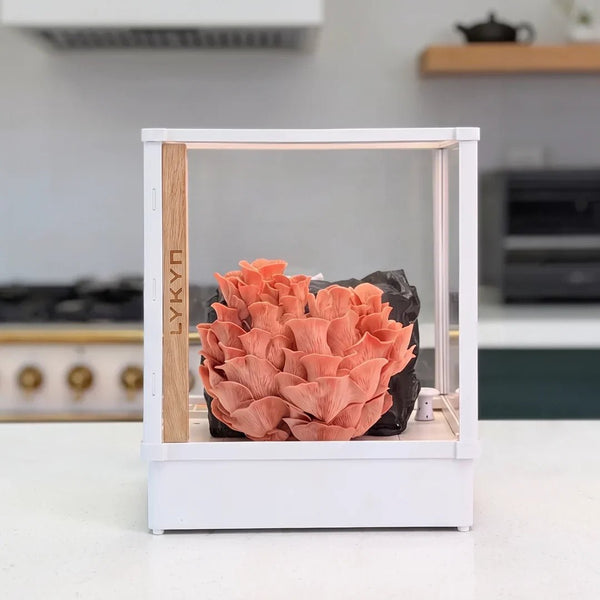 Lykyn smart mushroom grow box