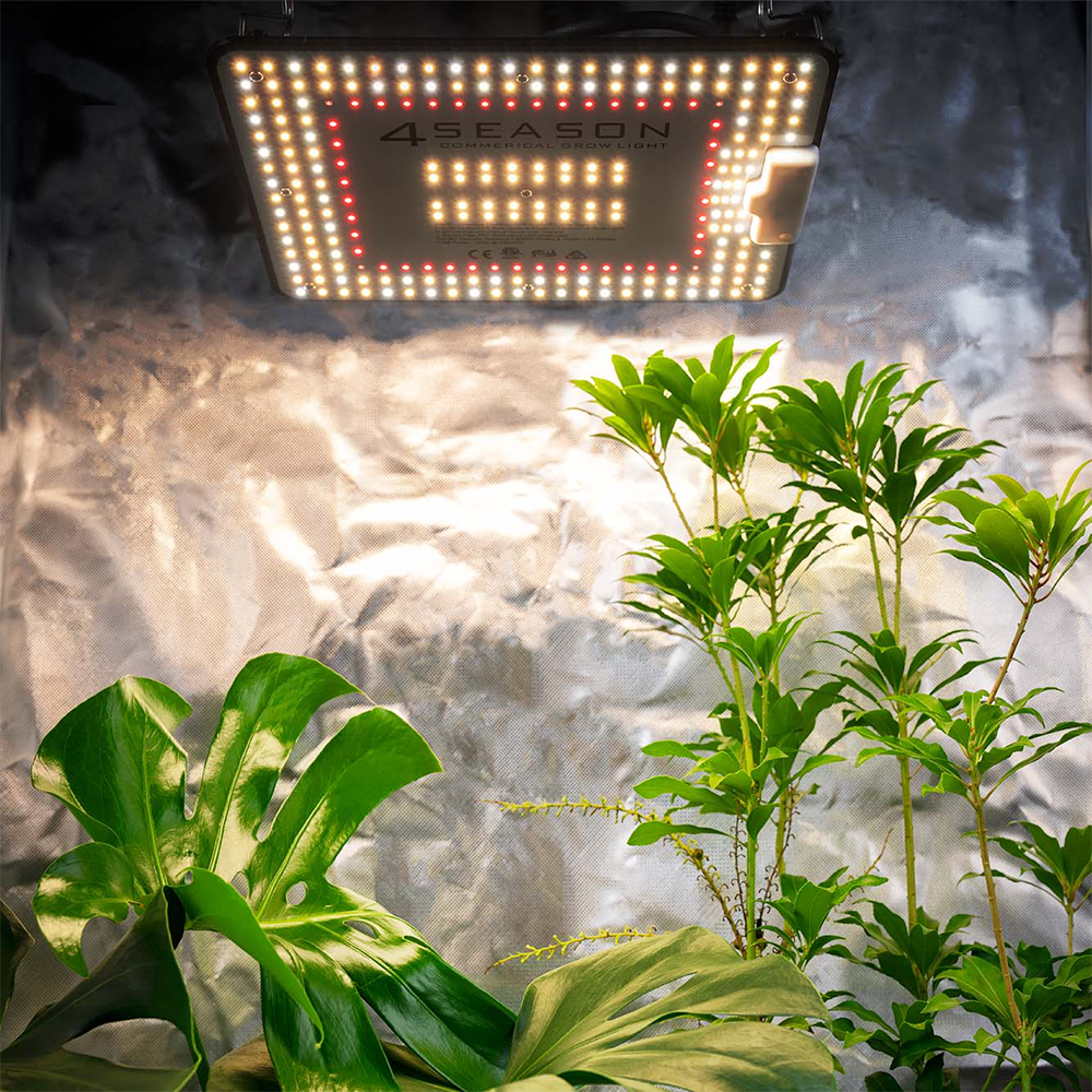 4Seasons 100w Quantum Par - Quick Bloom Lights