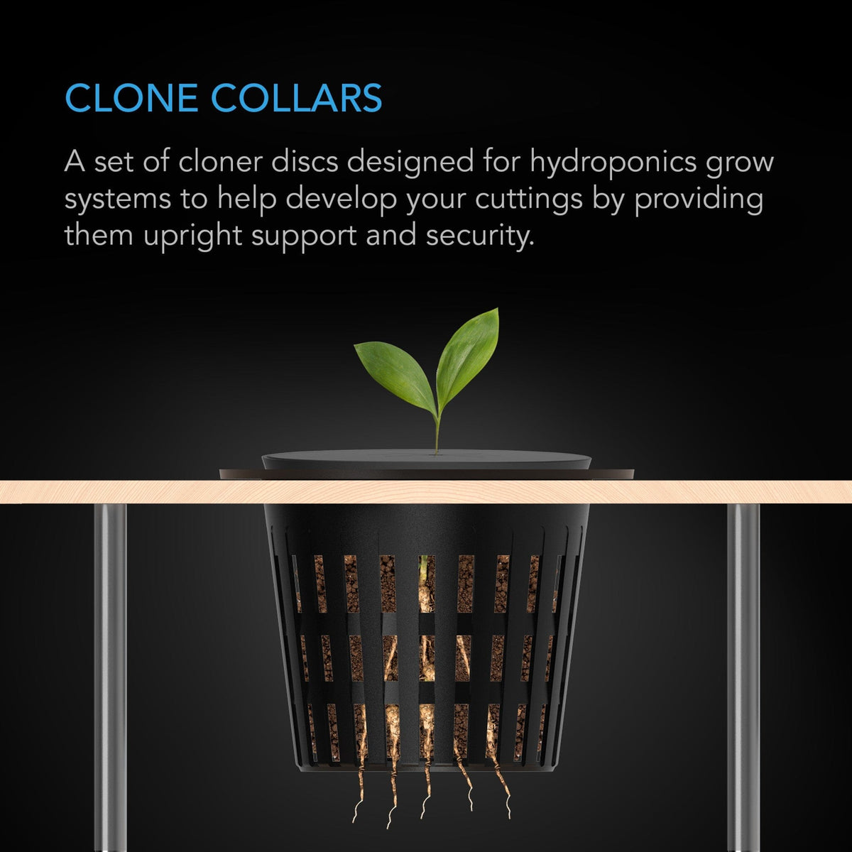 Clone collars for cuttings