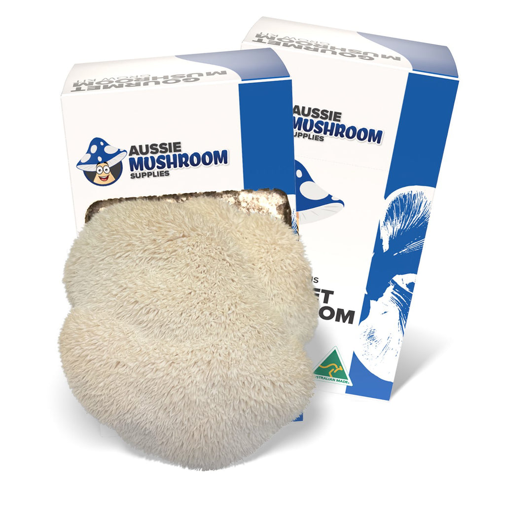 Aussie Mushroom Supplies Lion's Mane grow kit boxes with a white lion's mane cluster fruiting from the window