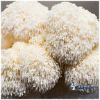 Harvested lion's mane mushroom clusters with long white spines