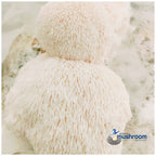 Close-up of a white lion's mane mushroom showing its shaggy spine texture