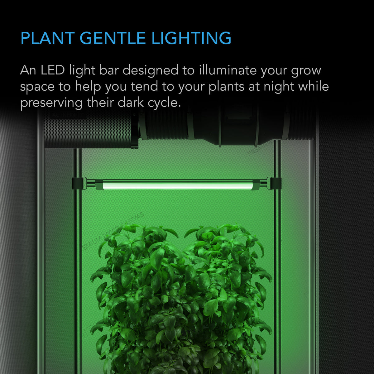 Plant Gentle lighting