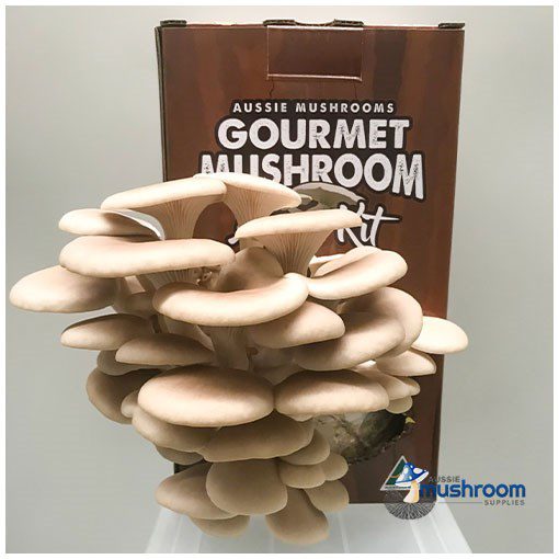 Tan oyster mushroom cluster with curled cap edges