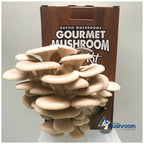 Tan oyster mushroom cluster with curled cap edges