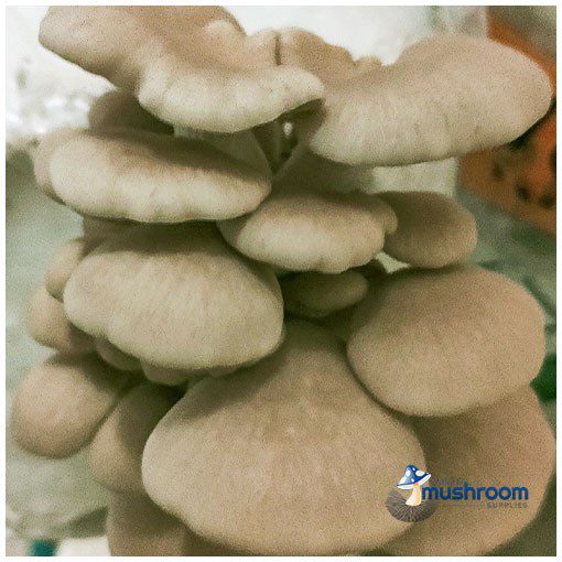 Close-up of harvested tan oyster mushrooms