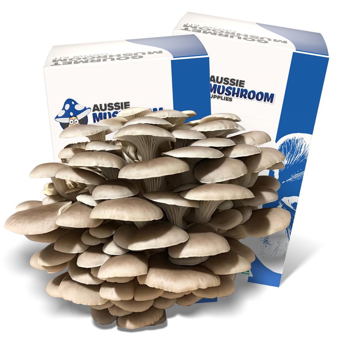 Aussie Mushroom Supplies Tan Oyster grow kit box with oyster mushroom clusters fruiting from the window