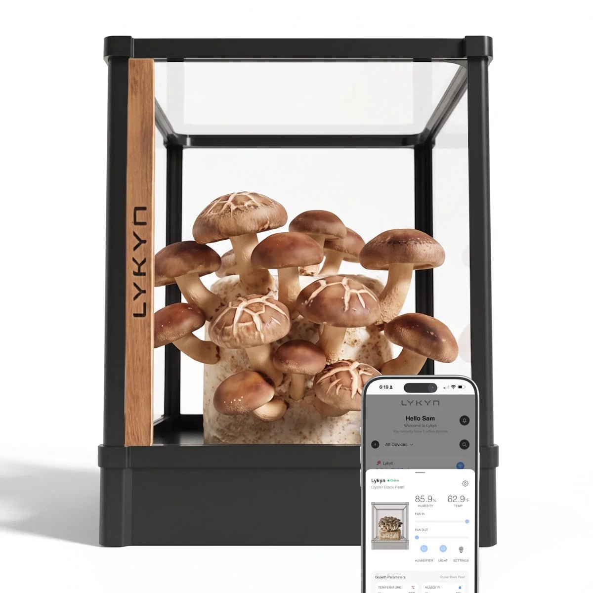 Lykyn Smart Mushroom Grow Box in Obsidian Black with shiitake mushrooms, next to the Lykyn app on a phone