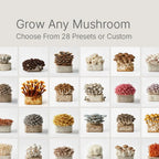 Lykyn Smart Mushroom Grow Box — Single Layer - PRE ORDER ONLY - Quick Bloom Lights