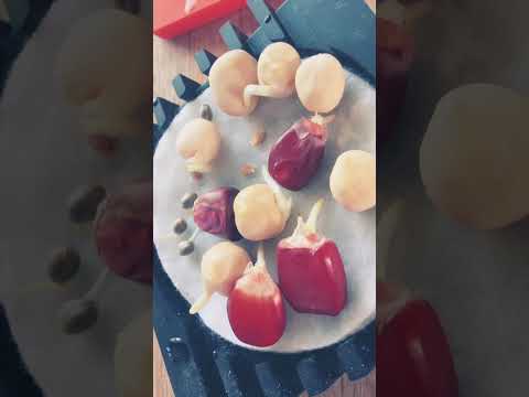 Seeds germinating in under 3 days using sprout seed starter