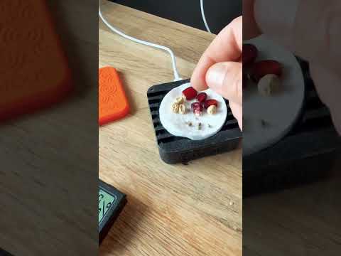 Sprout and skin setup to get seeds sprouting right