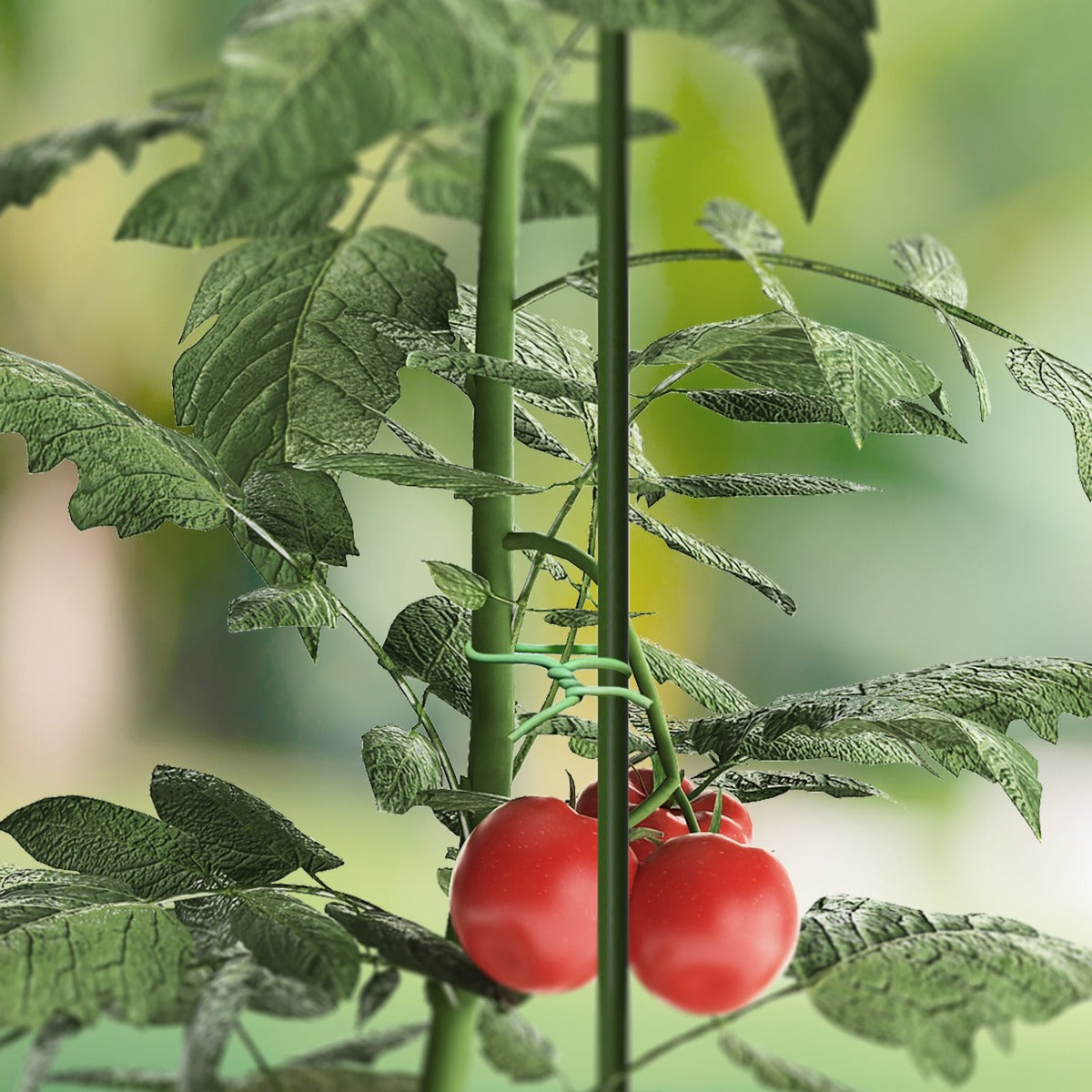 Heavy duty Plant tie on Tomato plant AC Infinity