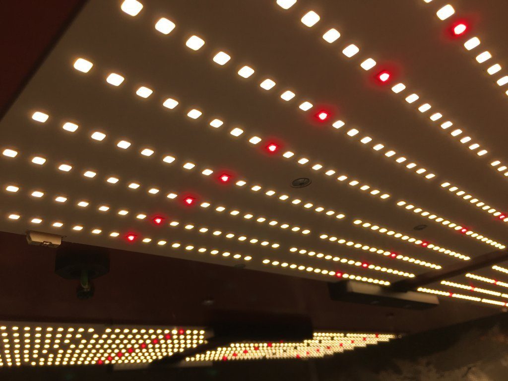 HLG 550 Red Lights on