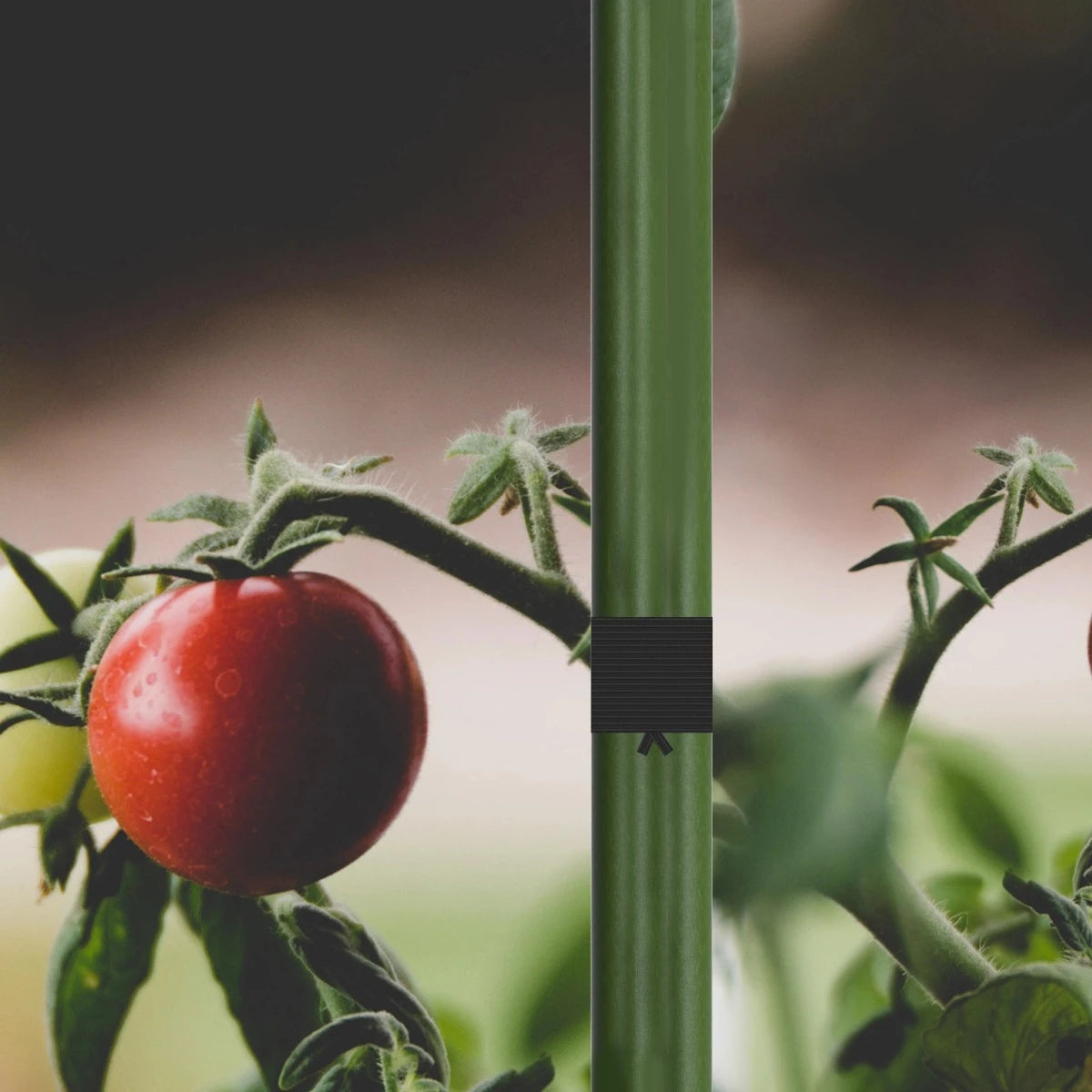 AC Infinity Twist ties on Tomato plant