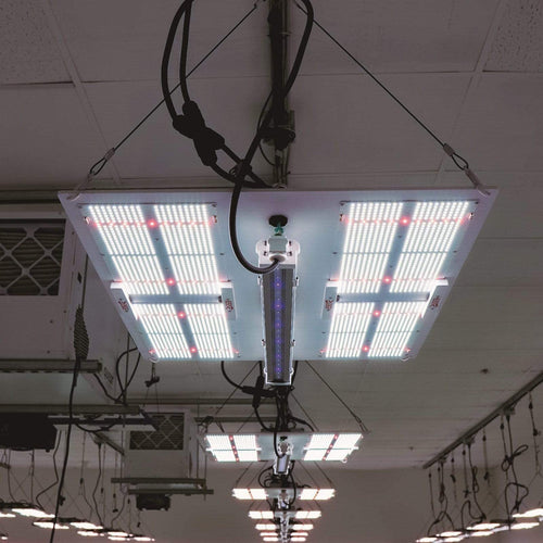 HLG 30 UVA Supplement Light - Quick Bloom Lights