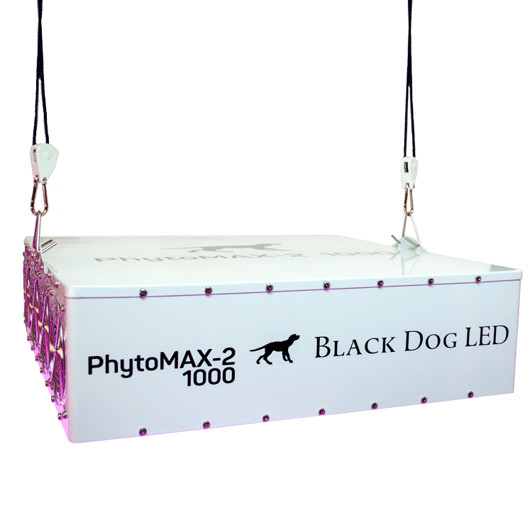 Black Dog Hanging phytomax-2 1000  