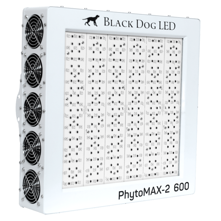 Black Dog front view phytomax-2 600 Front view