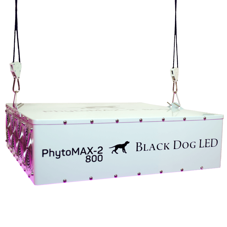 Black Dog front view phytomax-2 800 Hanging